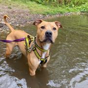 Dogs Trust warns owners across Scotland of Blue-Green Algae risk amid ongoing hot weather